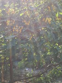 Close-up of plants in forest