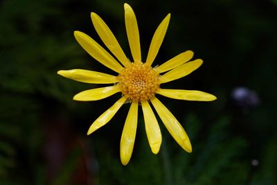 Close-up of yellow flowering plant