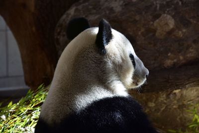 Panda in vienna