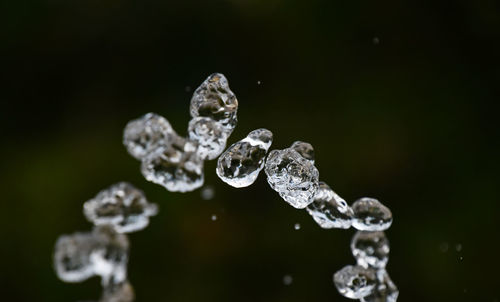 Close-up of water drops on leaf