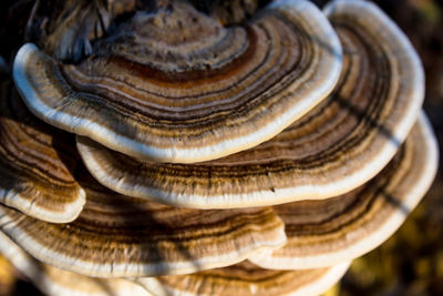 Close-up of seashells on mushroom