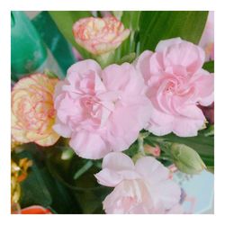 Close-up of pink flowers blooming outdoors