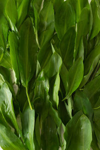 Overhead view of fresh wild garlic leaves with water drops. flat lay