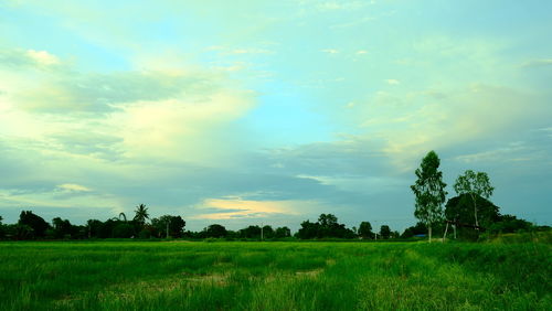 Scenic view of field against sky