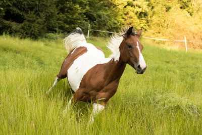 Horse running on field