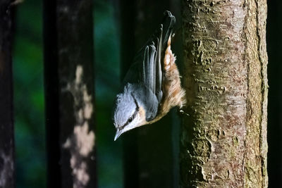 Close-up of bird on tree trunk