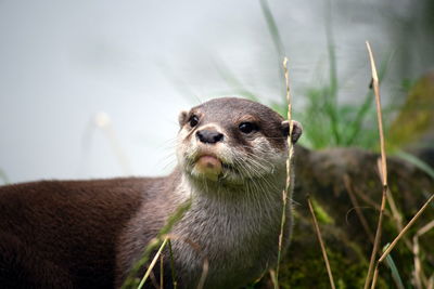 Close-up of otter on field