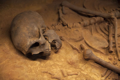 High angle view of skulls and bones