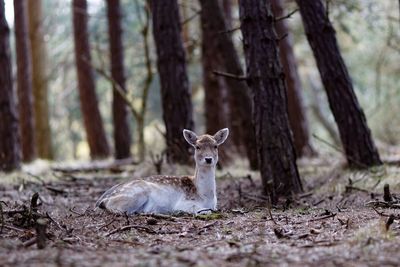 Portrait of deer sitting on field in forest