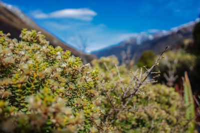 Close-up of flowering plant against sky