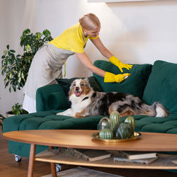 The maid cleans the sofa from dog hair. removing dog's hair from furniture. housekeeping service