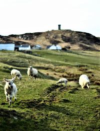 Sheep grazing in a field