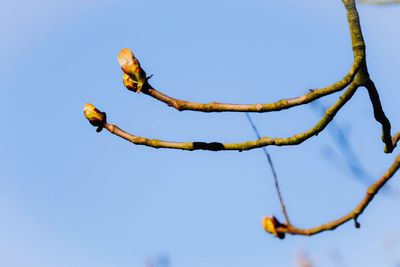 Low angle view of fruits on tree against clear blue sky