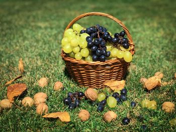 Wooden basket filled with green and black grapes with nuts fallen beside