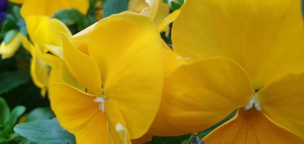 Close-up of yellow flowering plant