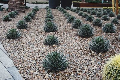 Close-up of cactus plant