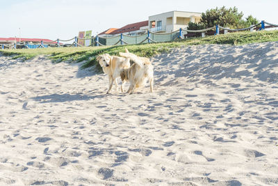 View of dog on beach