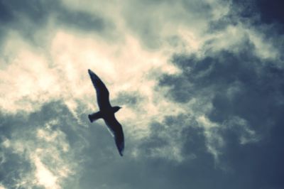 Low angle view of silhouette bird flying against sky