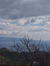 Bare tree by sea against sky