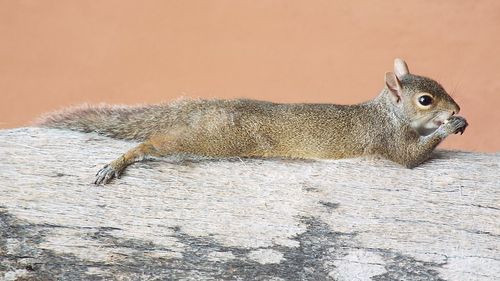 Close-up of lizard