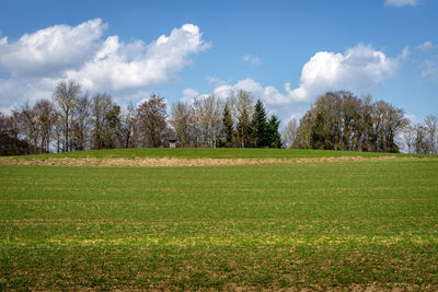 Trees on field against sky