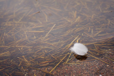 White swan feather in the water with space for text.
