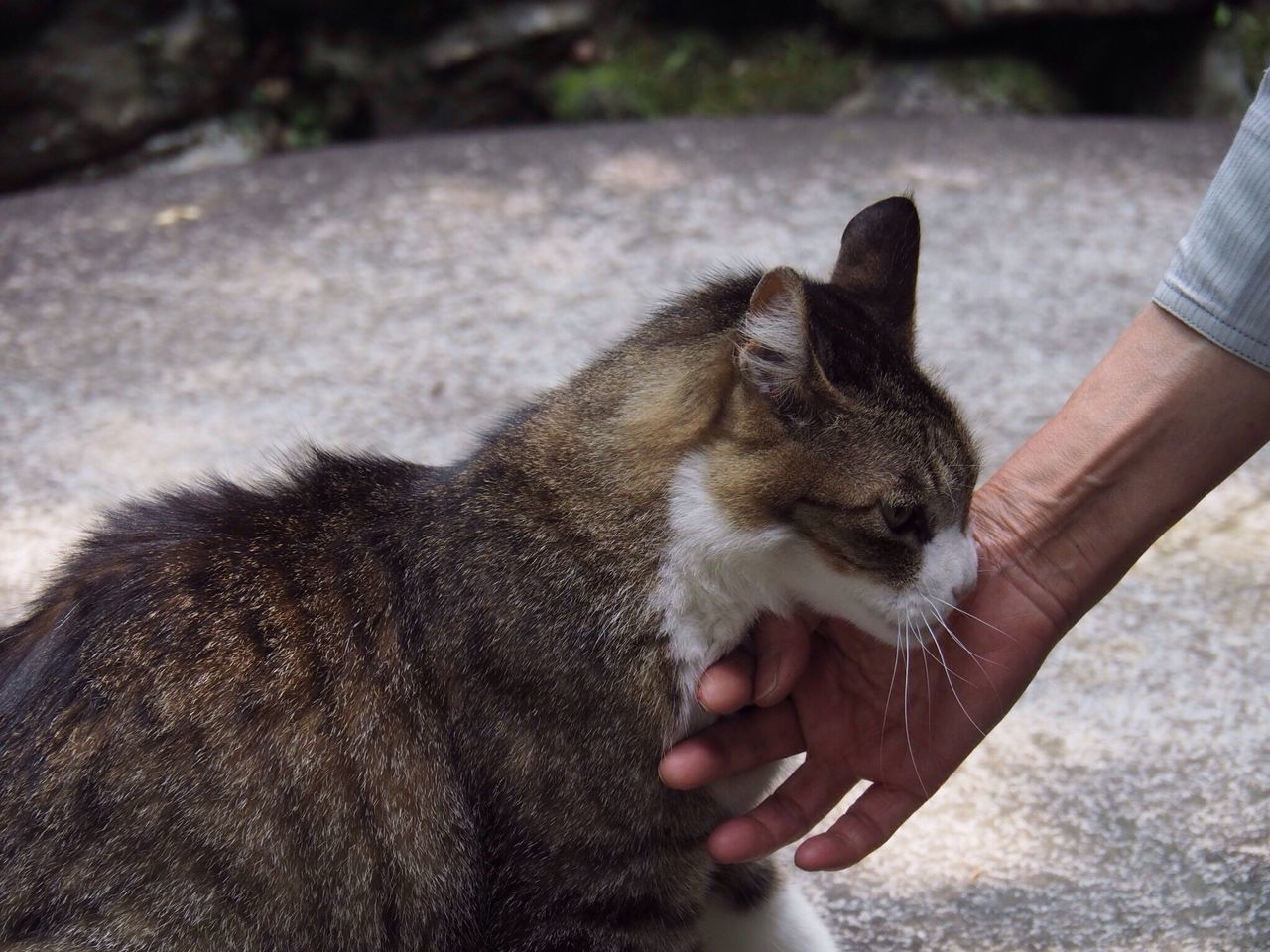 human hand, one animal, one person, real people, pets, human body part, mammal, holding, outdoors, domestic animals, day, lifestyles, men, sitting, women, close-up, nature, people