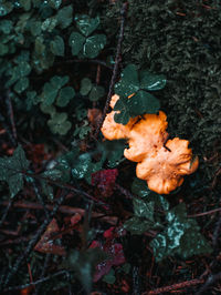 Close-up of orange leaves on tree