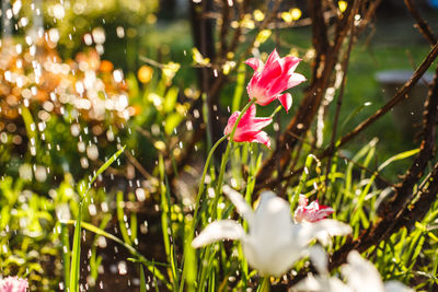 Close-up of pink flowering plants