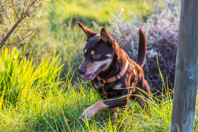 Dog jumping, australian kelpie