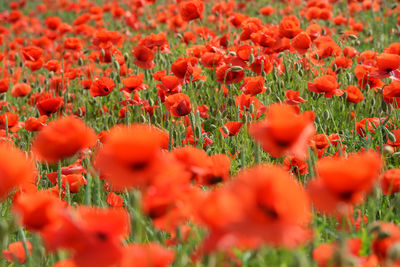 Close-up of yellow flowering plants on field