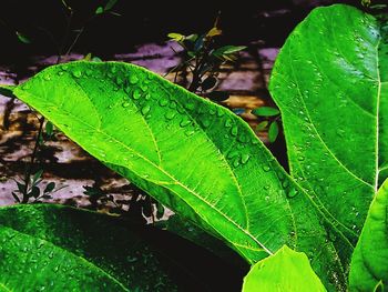 Close-up of insect on plant at night