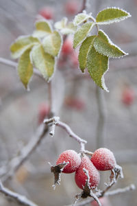 Close-up of frozen berries on tree