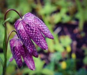 Close-up of purple flowering plant