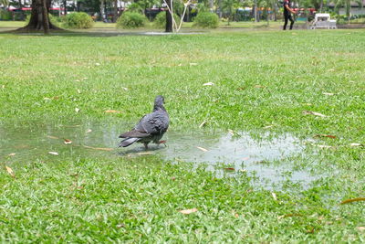 Bird perching on grass by water