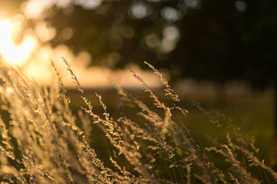 Close-up of crops growing on field