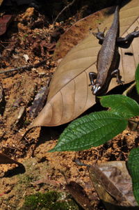 Close-up of lizard on tree trunk