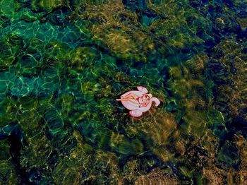 Aerial view of woman on inflatable ring in sea