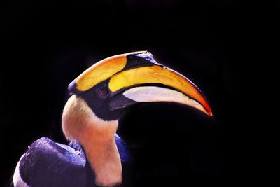 Close-up of a bird against black background