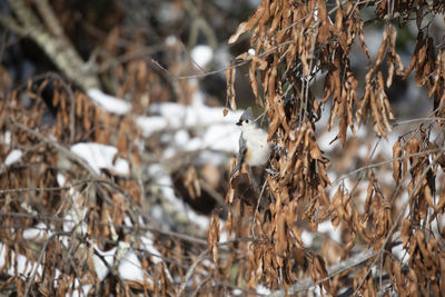 Close-up of dry leaves on field