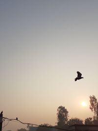 Silhouette bird flying in the sky