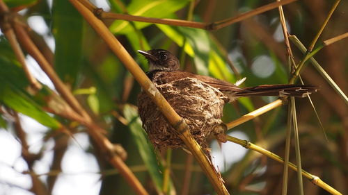 Close-up of bird perching on branch