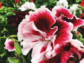 Close-up of fresh pink hibiscus blooming outdoors