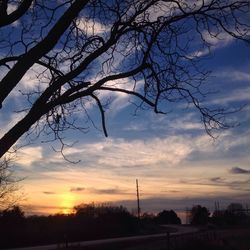 Silhouette of trees at sunset