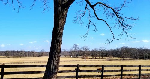 Bare trees on field against sky