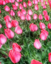 Close-up of pink flowers blooming on field