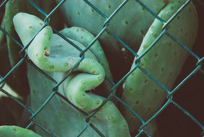 Full frame shot of green chainlink fence