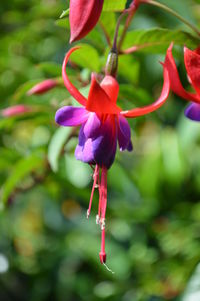 Close-up of pink flowers