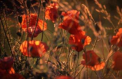 Close-up of red flowers