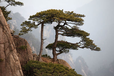 Low angle view of tree against mountain